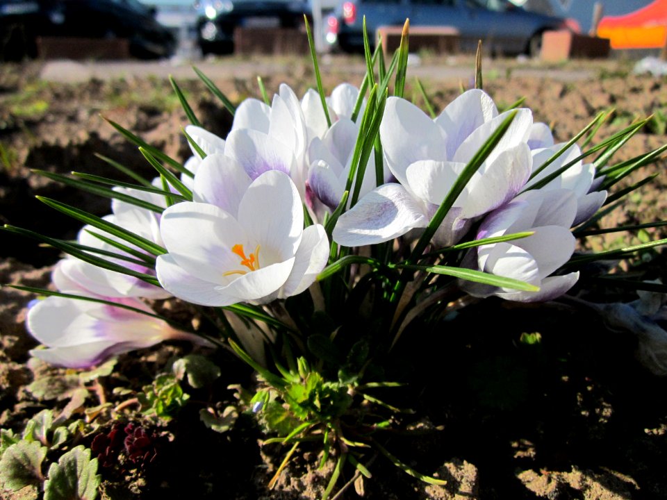 20130401Krokus_Saarbruecken2
