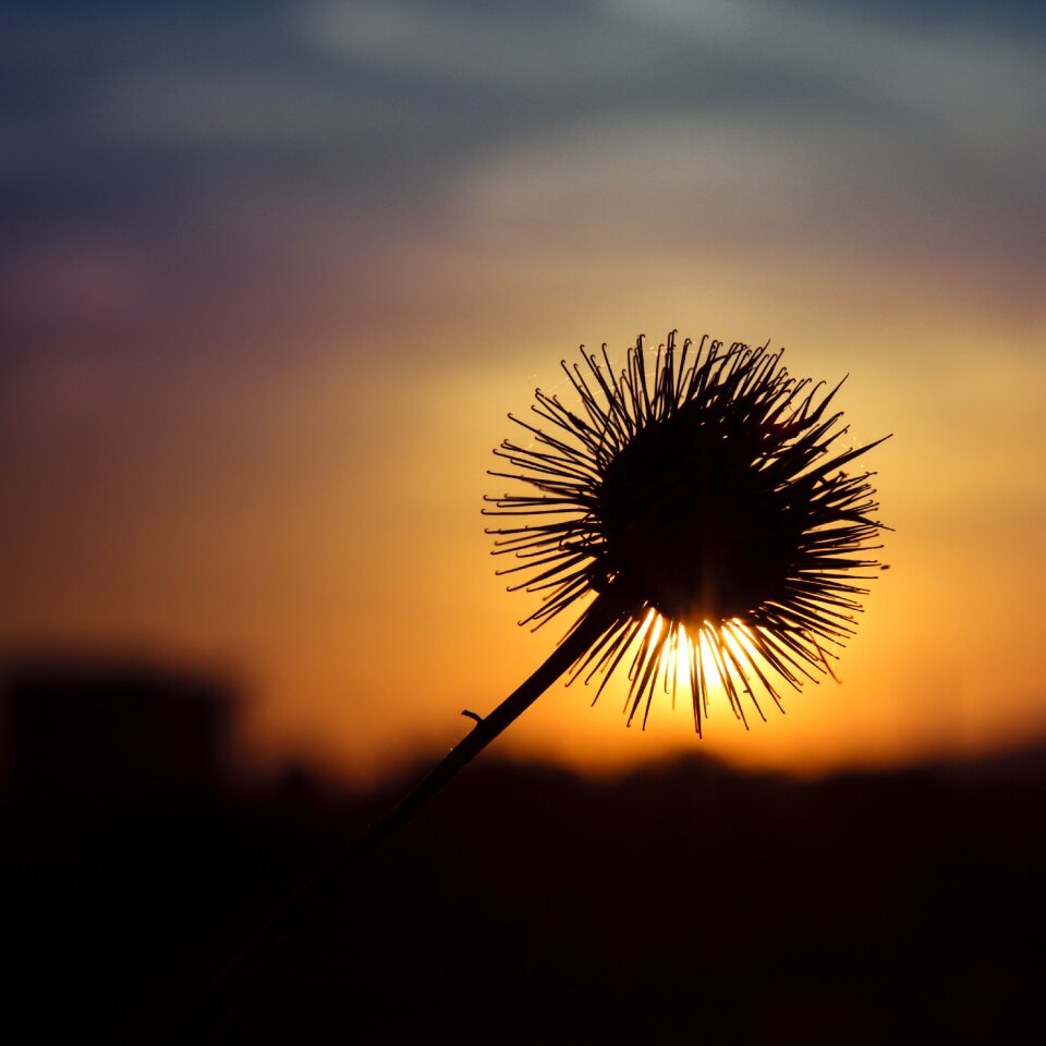 Contrast in the evening flower