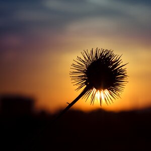Contrast in the evening flower