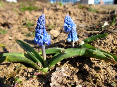 20130401Pseudomuscari_azureum4