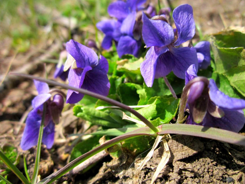 20130407Duftveilchen_Saarbruecken