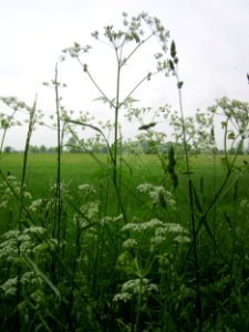 20130516Wiesenkerbel_Hockenheim1