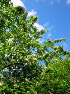 20130525Crataegus_monogyna3 photo