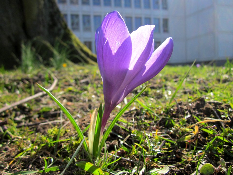 20130401Crocus_tommasinianus2