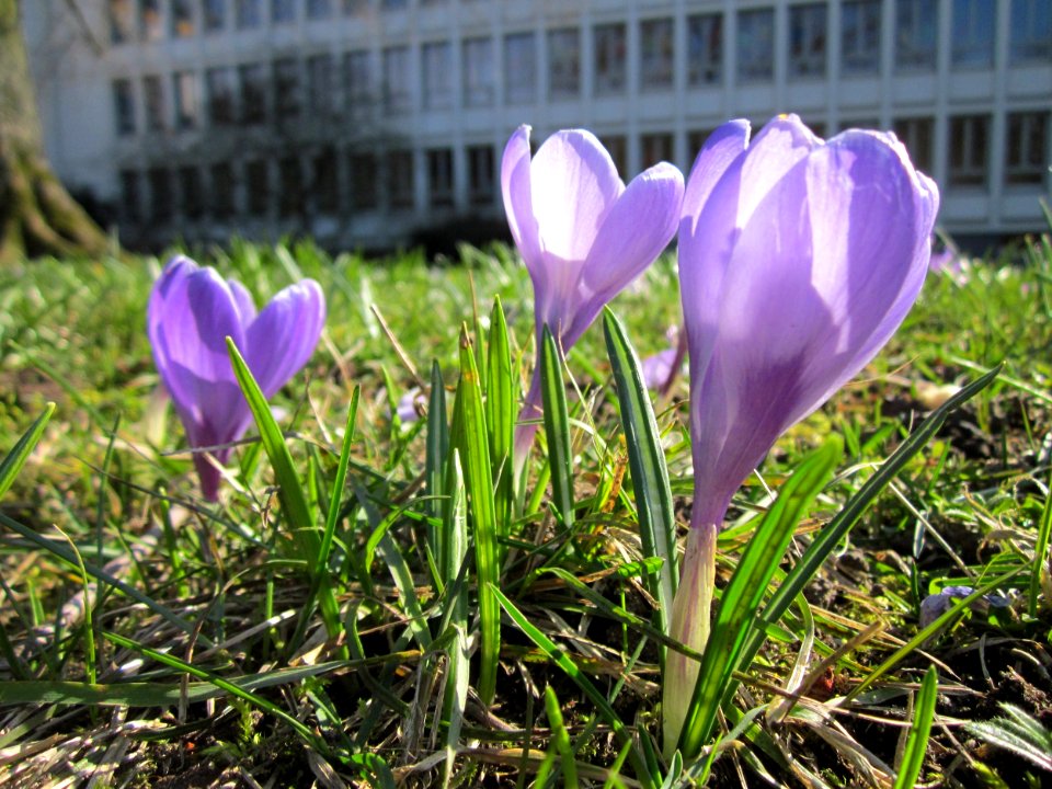 20130401Crocus_tommasinianus1