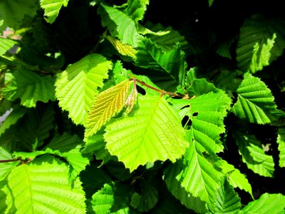 20130525Carpinus_betulus2