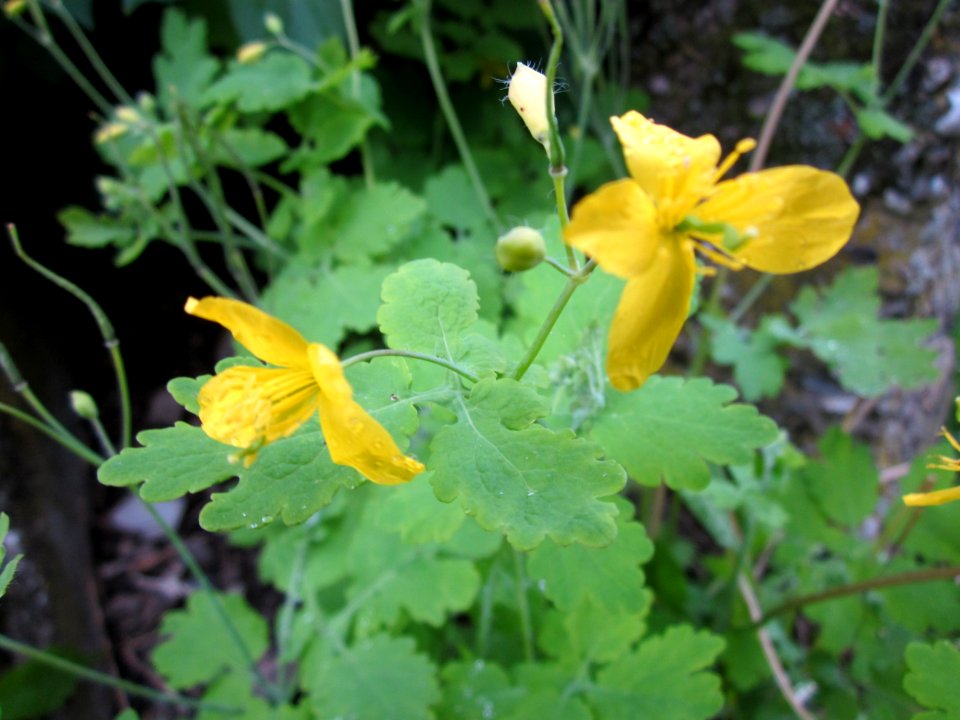 20130525Chelidonium_majus