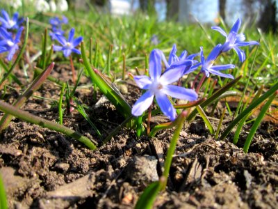 20130402Scilla_luciliae3