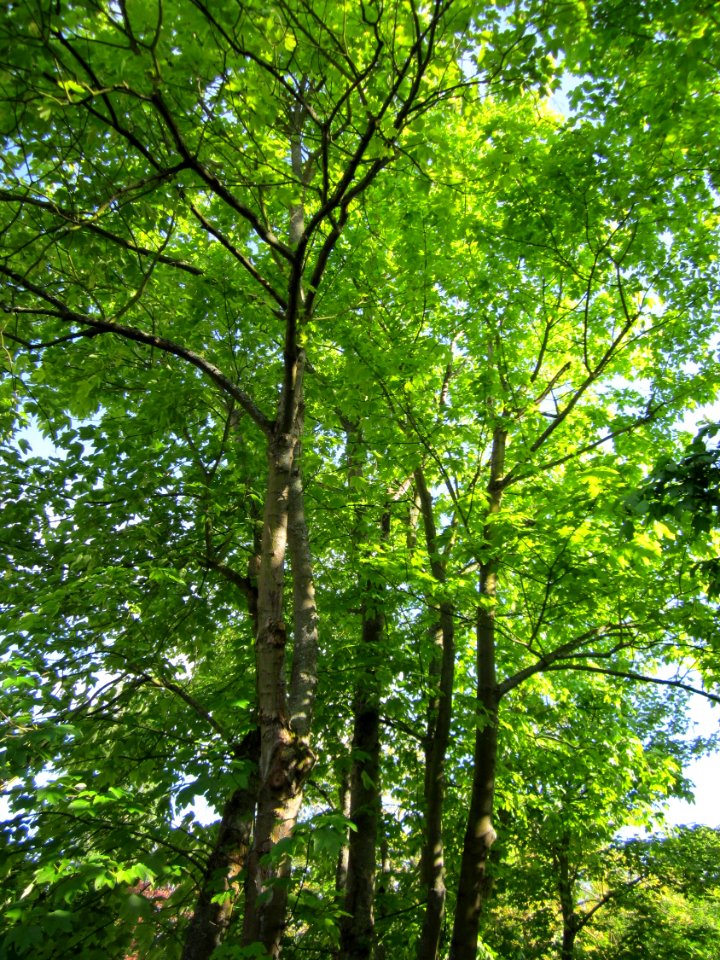 20130514Bergahorn_Hockenheim