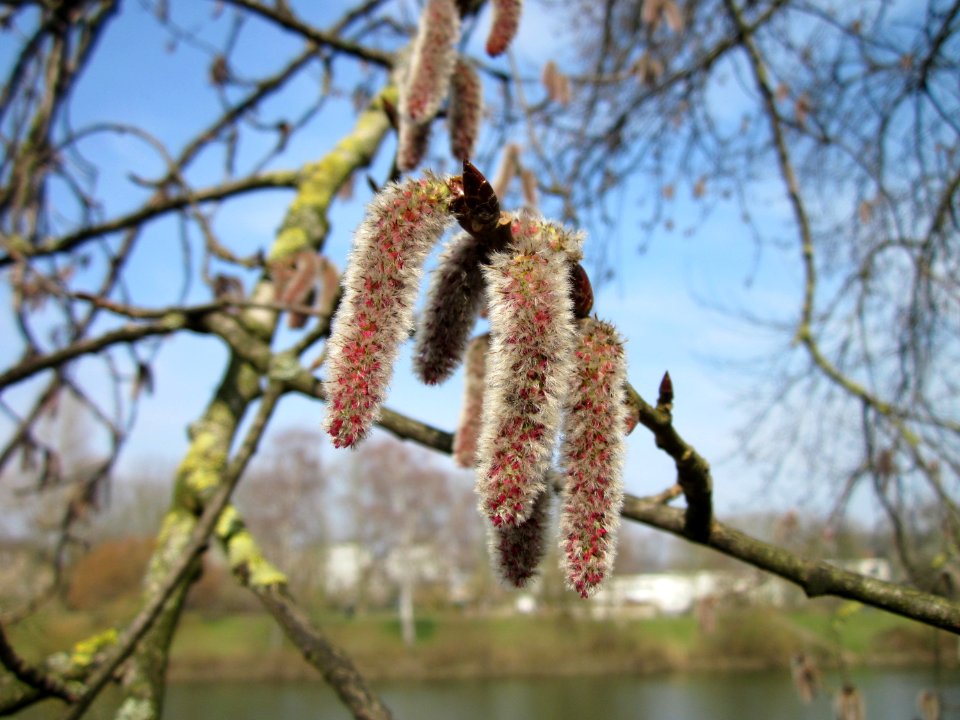 20130404Populus_tremula1