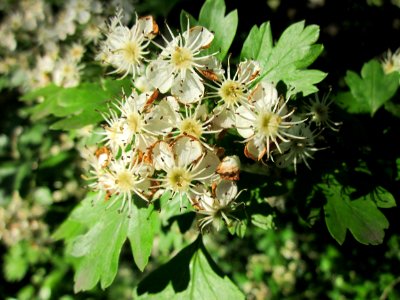 20130525Crataegus_monogyna4