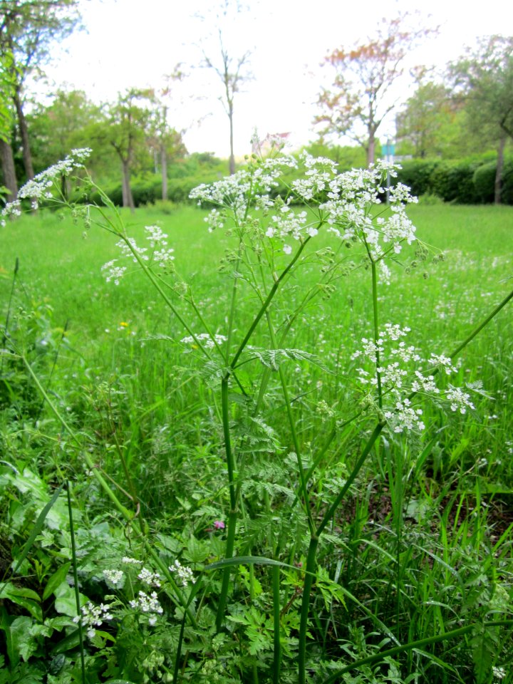 20130525Chaerophyllum_temulum1