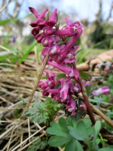20130403Lerchensporn_Saarbruecken1