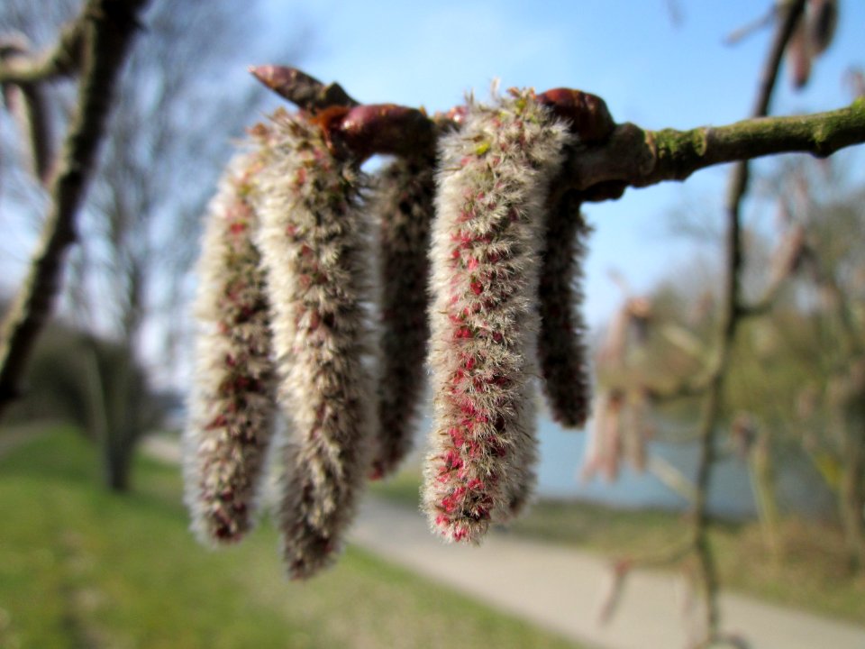 20130404Populus_tremula4