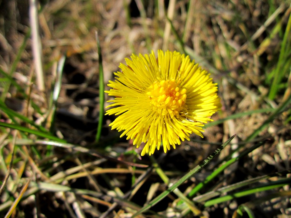20130401Huflattich_Saarbruecken4