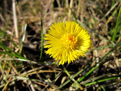 20130401Huflattich_Saarbruecken4
