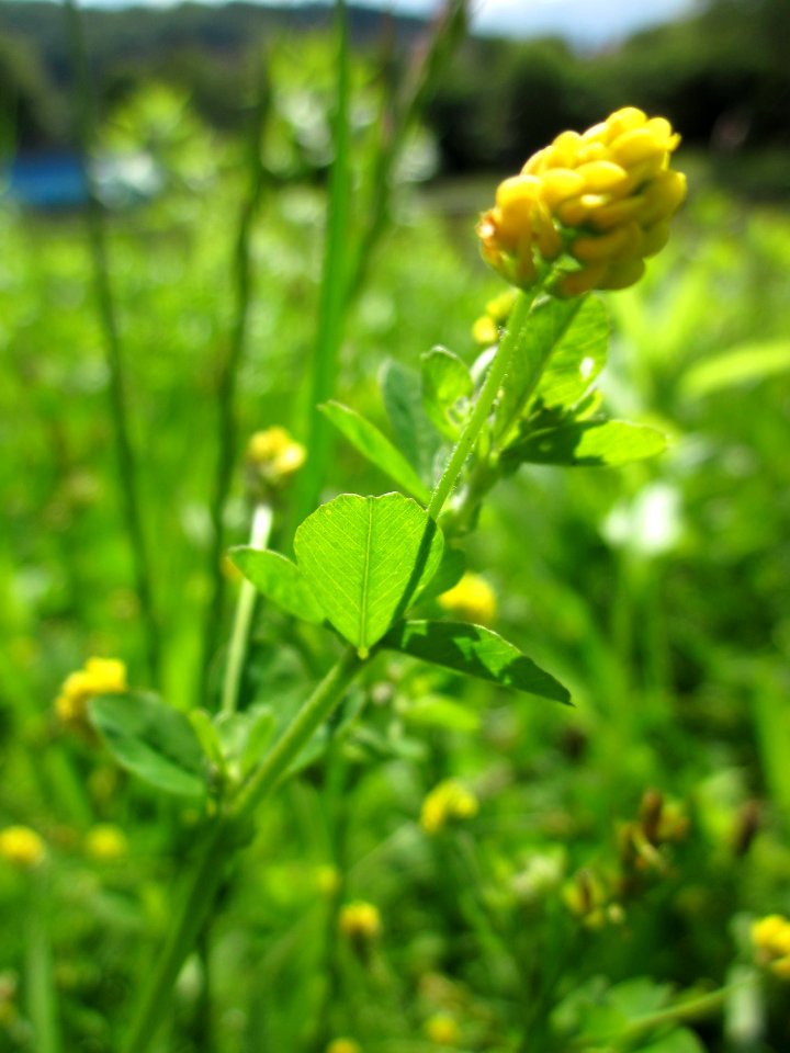 20130524Medicago_lupulina