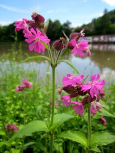 20130524Silene_dioica2
