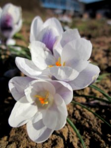 20130401Krokus_Saarbruecken3