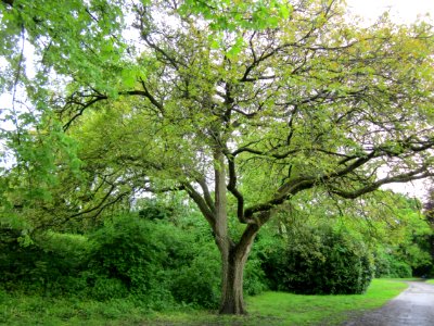 20130524Walnuss_Saarbruecken