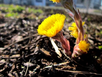20130401Huflattich_Saarbruecken3