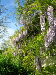 20130514Blauregen_Hockenheim3