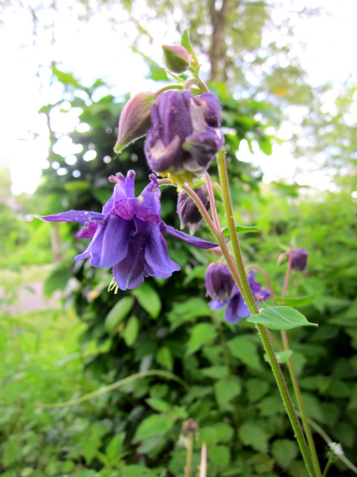 20130525Aquilegia1