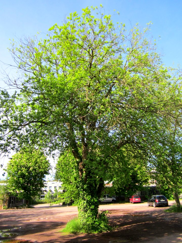 20130518Maulbeerbaum_Saarbruecken1