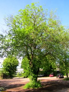 20130518Maulbeerbaum_Saarbruecken1