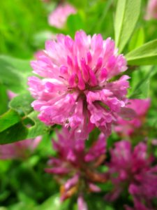 20130524Trifolium_pratense2