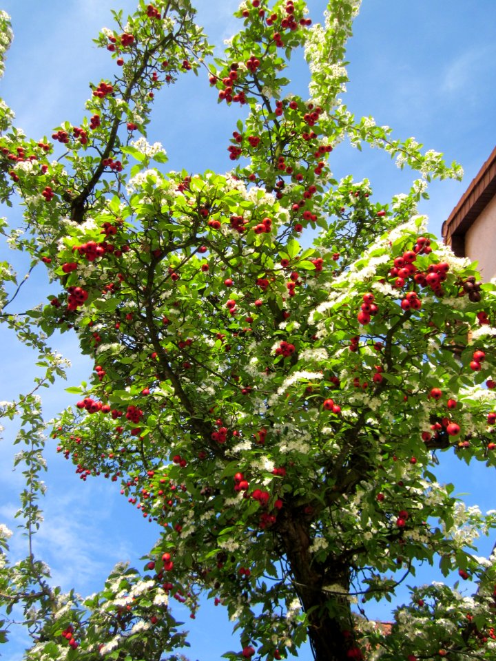 20130514Rathausstr_Hockenheim03