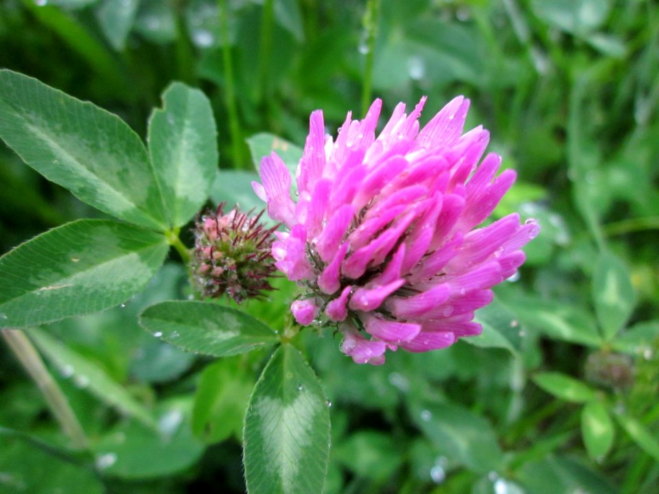 20130519Trifolium_pratense