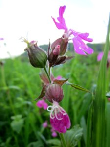 20130524Silene_dioica1