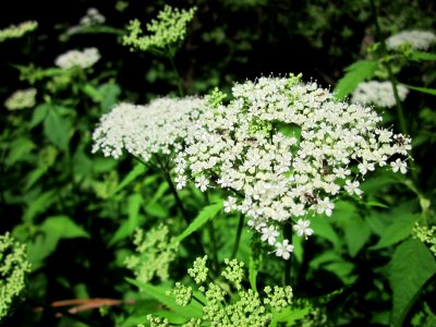 20130530Giersch_Altlussheim4