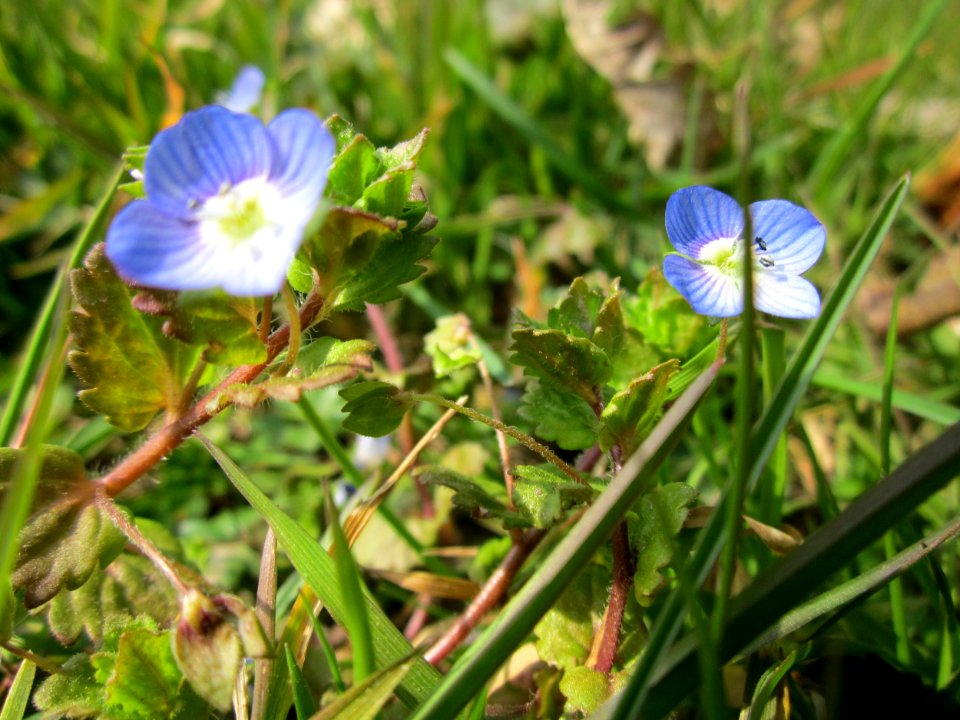 20130404Veronica_persica2