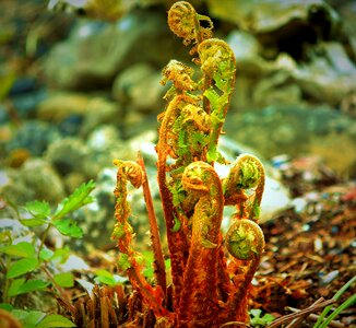 Green bright pond fern