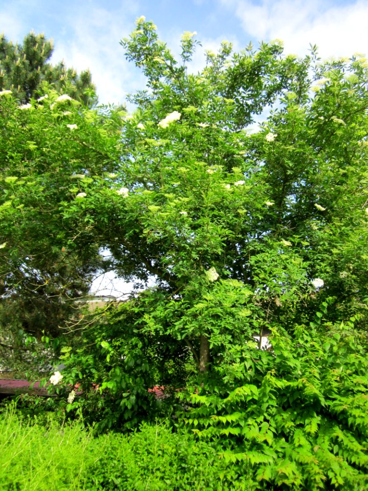 20130530Holunder_Altlussheim1