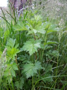 20130525Artemisia_vulgaris
