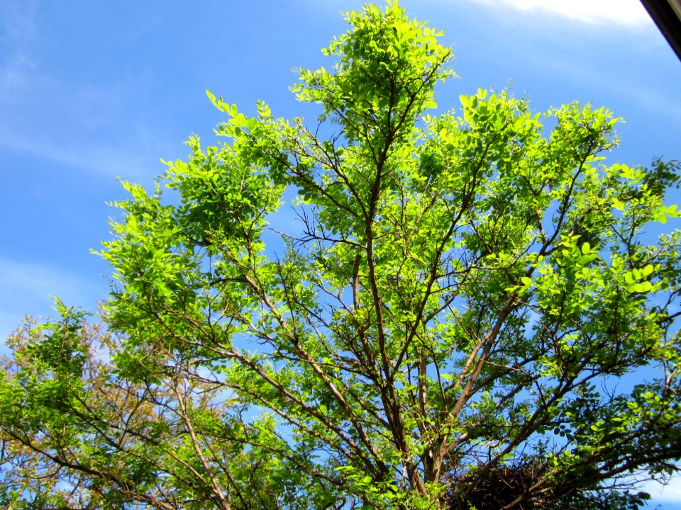 20130514Robinie_Hockenheim2