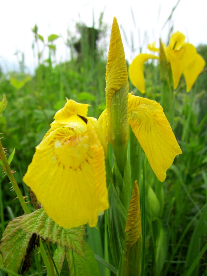 20130525Iris_pseudacorus2