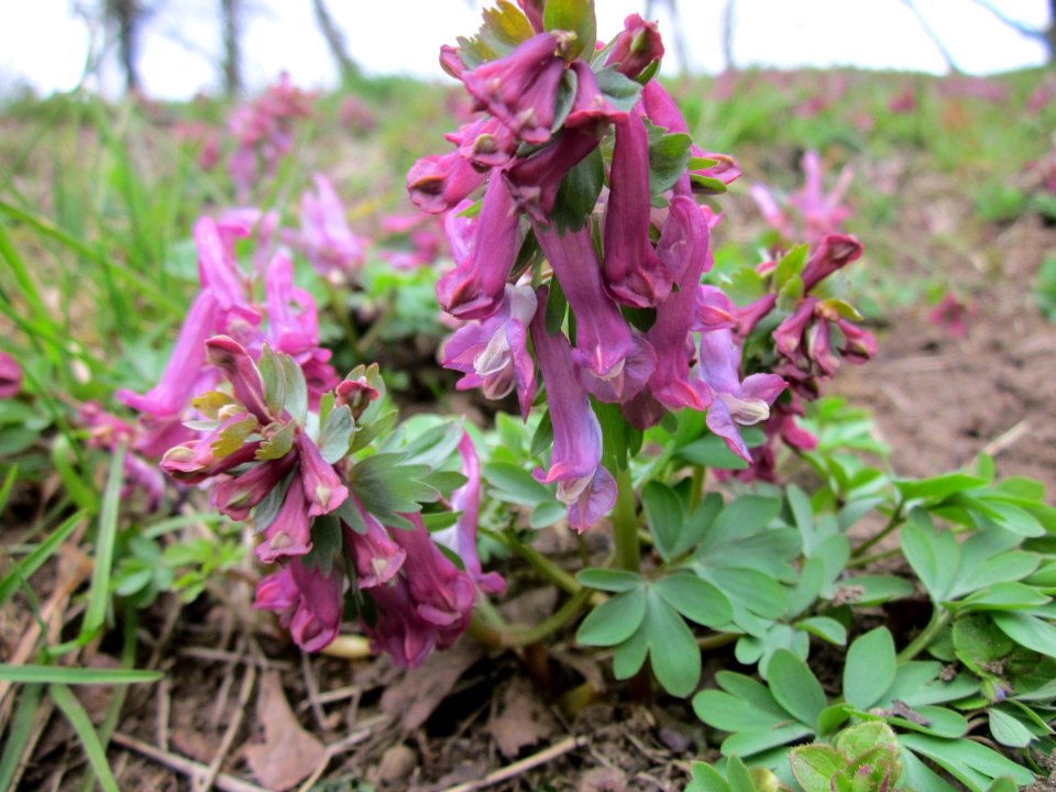 20130406LCorydalis_solida2