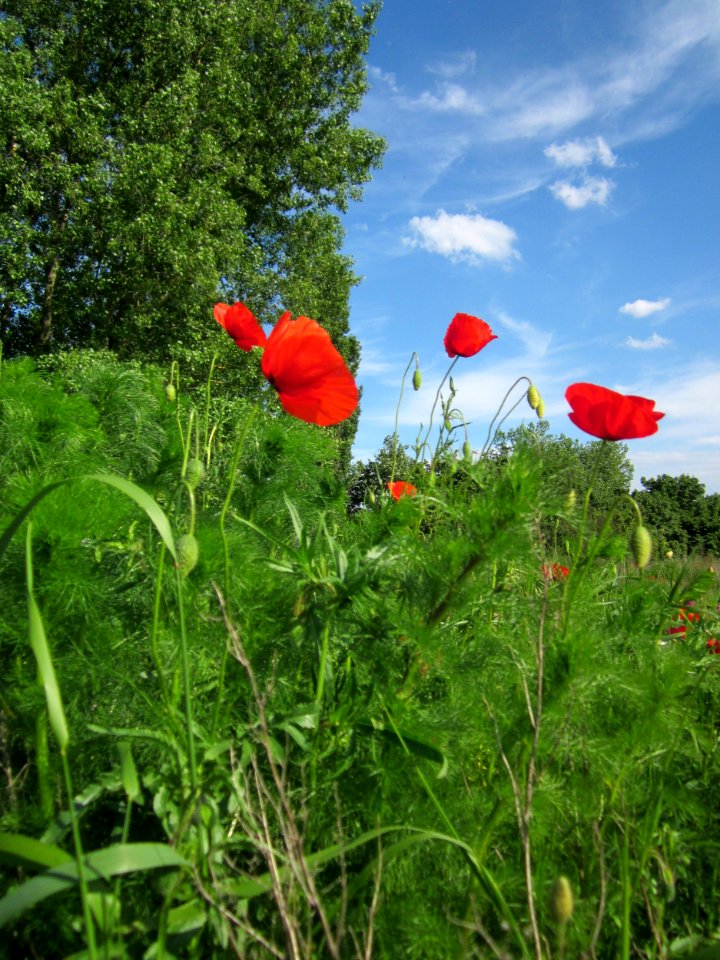 20130528Klatschmohn_Reilingen04