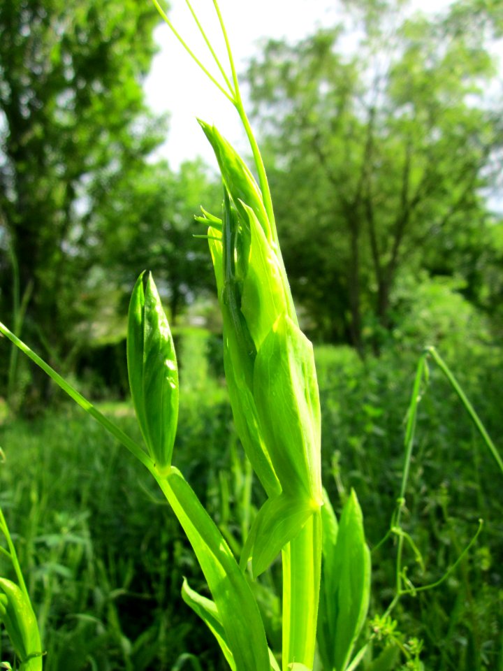 20130525Lathyrus_latifolius5