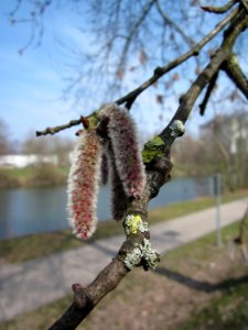 20130404Populus_tremula2