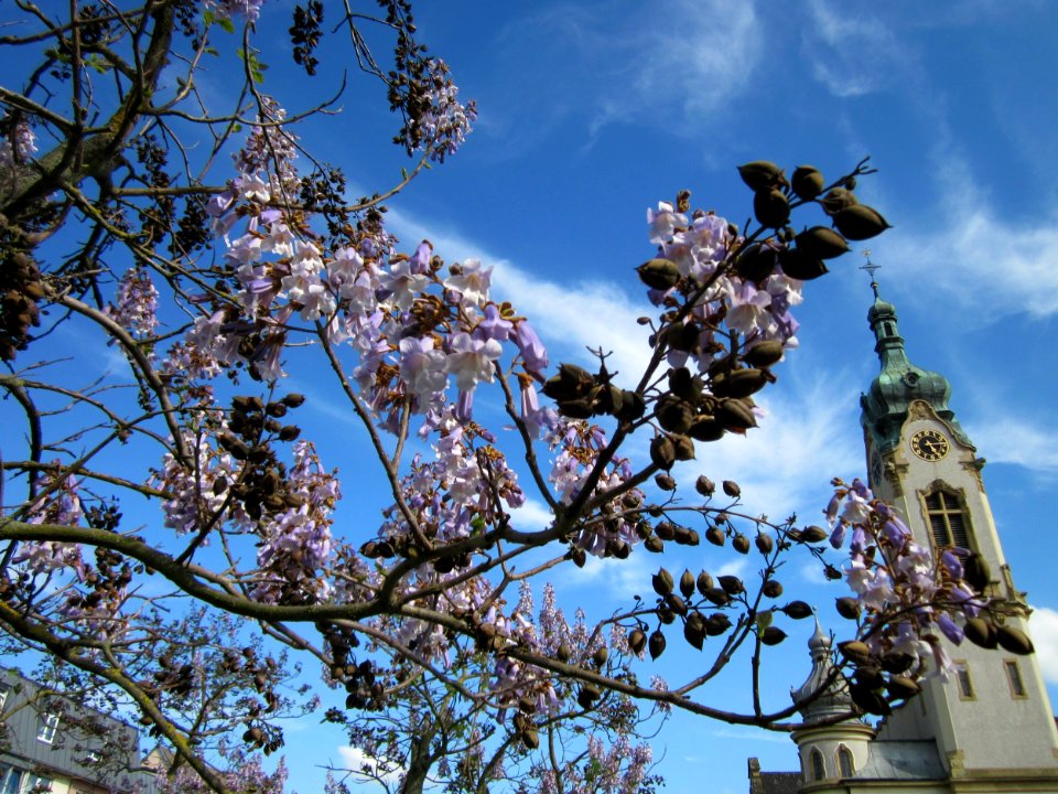 20130514Paulownie_Hockenheim2
