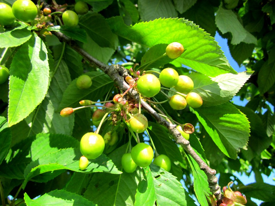 20130528Kirschen_Reilingen2
