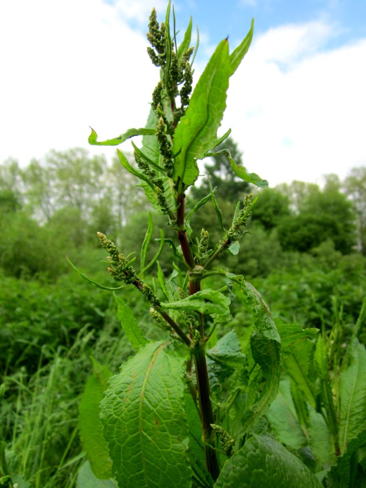 20130524Ampfer_Saarbrücken