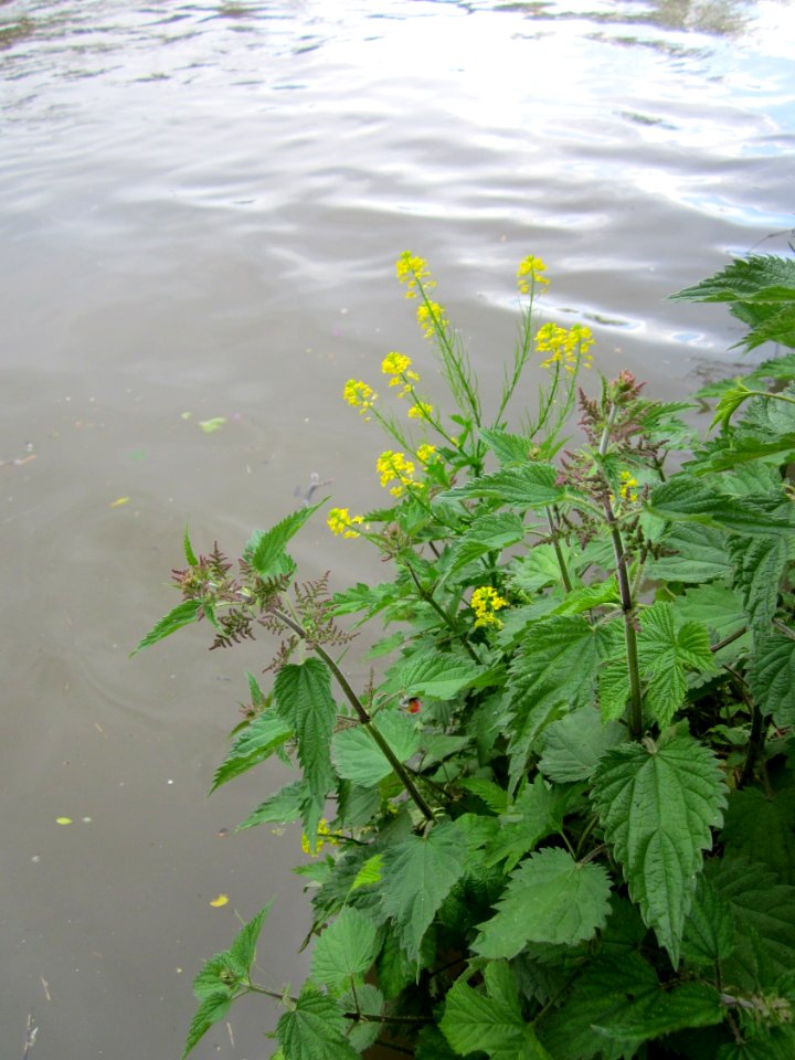 20130525Barbarea_vulgaris