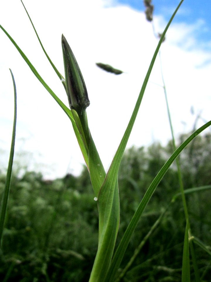 20130524Tragopogon_pratensis2