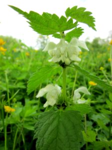 20130524Taubnessel_Saarbruecken